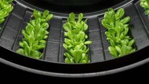 Indoore Vertical Farming