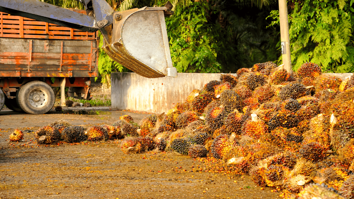Largest Palm Oil Exporter