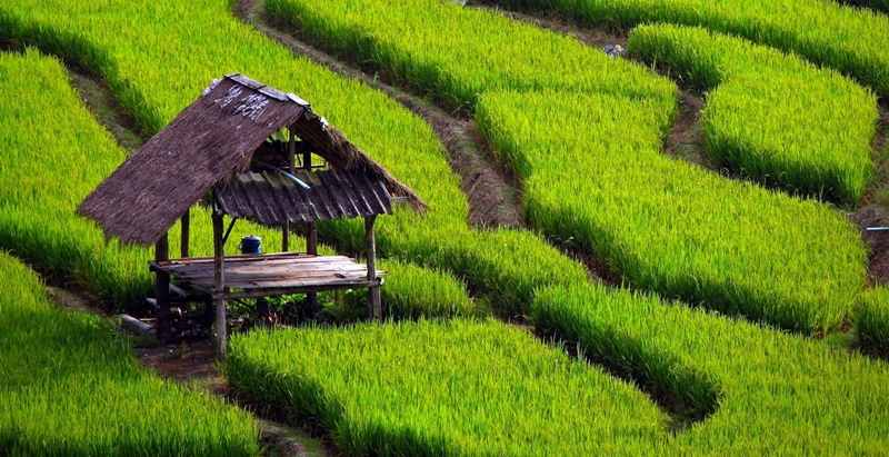 Indonesian Agribusiness Concepts