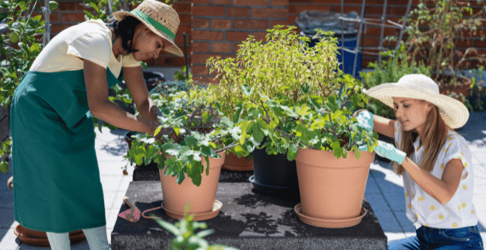 urban farming