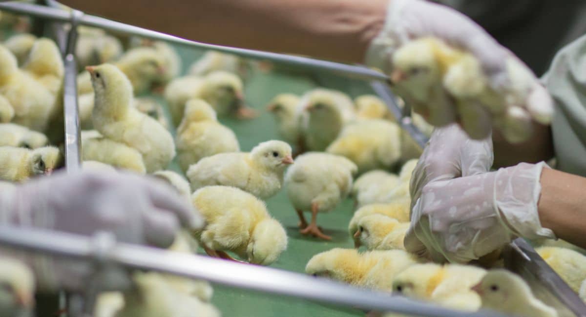 erp for poultry processing