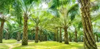 Palm Oil Manufacturing Industry