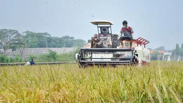 agrikultur adalah