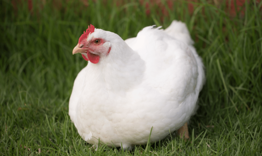 Jenis-jenis ayam ternak