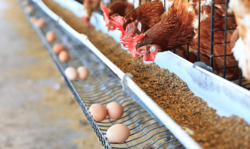 Peternakan ayam petelur dapat menghasilkan puluhan ton telur per tahun