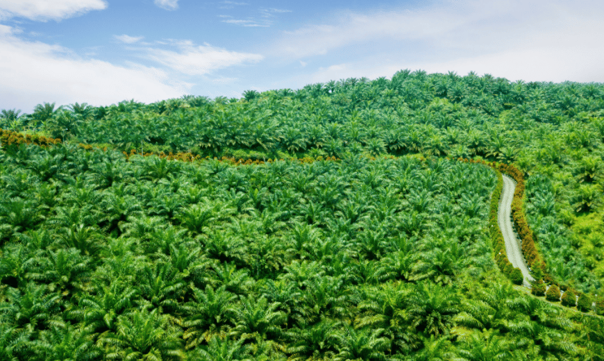 Lahan perkebunan di Indonesia