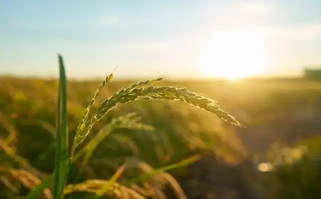 Contoh Produk Agrikultur