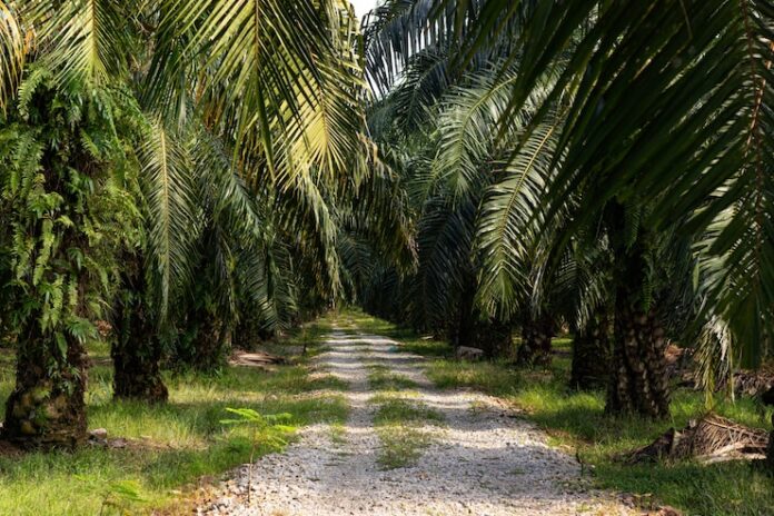 5 Cara Optimalkan Supply Chain Bisnis Kebun Sawit di daerah Anda!