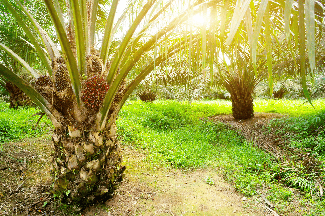 Alasan Peluang Bisnis Kelapa Sawit Terus Meningkat