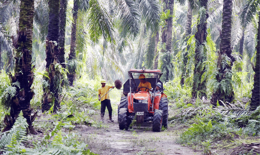 crude palm oil