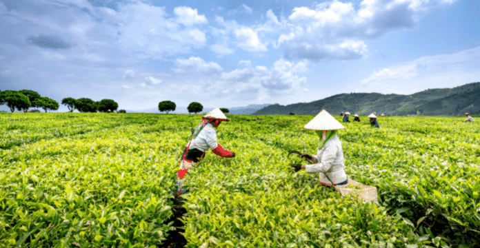Penggunaan mesin pertanian dalam pertanian modern menjadi solusi yang tepat dalam permasalahan pertanian
