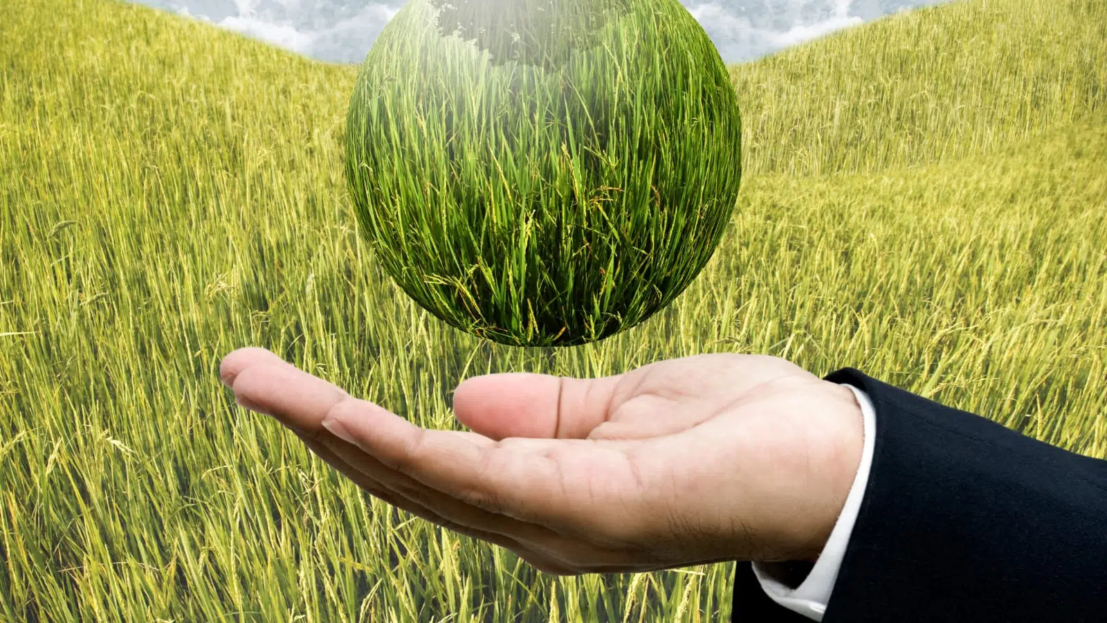 bisnis agrikultur adalah usaha mengoptimalkan perekonomian dengan memberdayakan sektor pertanian serta meliputi budidaya tanaman atau ternak