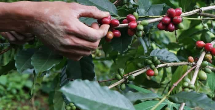 Pengolahan CPO (kelapa sawit) melalui 4 proses utama yaitu : Pemisahan brondolan dari janjangan, Pencacahan dan pelumatan daging, Pengepresan, serta Pemurnian minyak