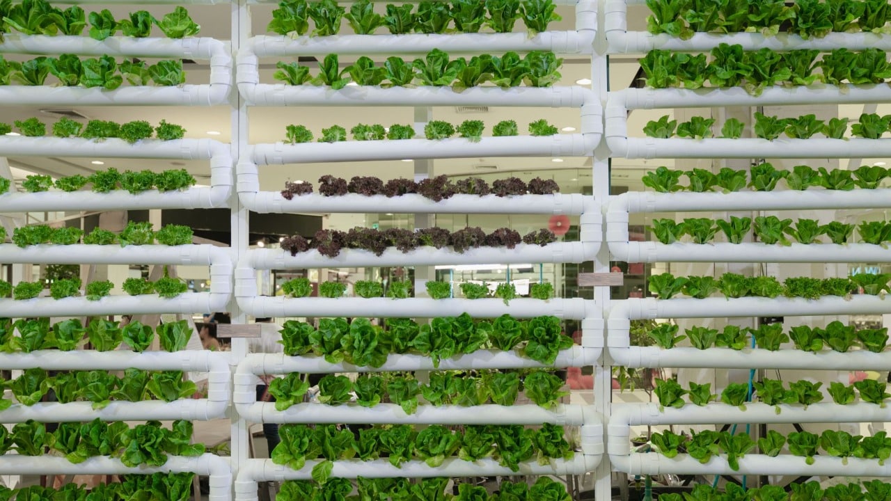 Metode vertical farming yang harus Anda ketahui