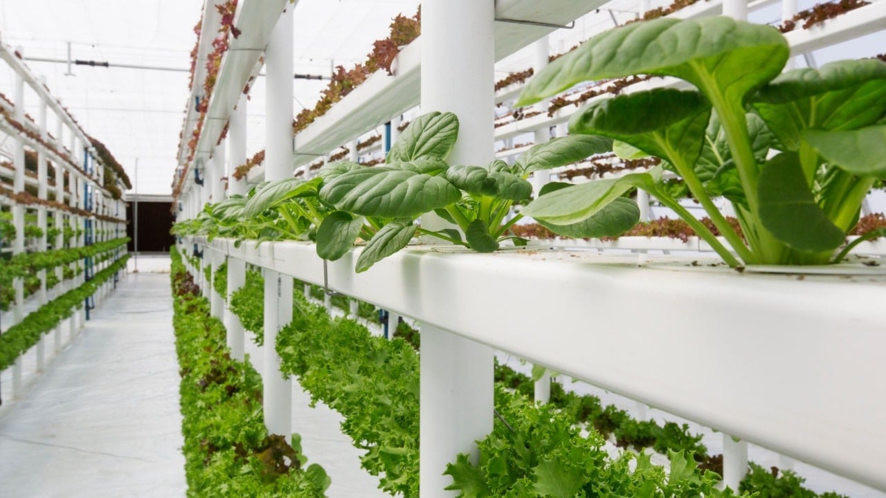 Vertical Farming menyangkut keberlangsungan masa depan.