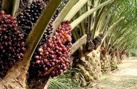 proses minyak kelapa sawit