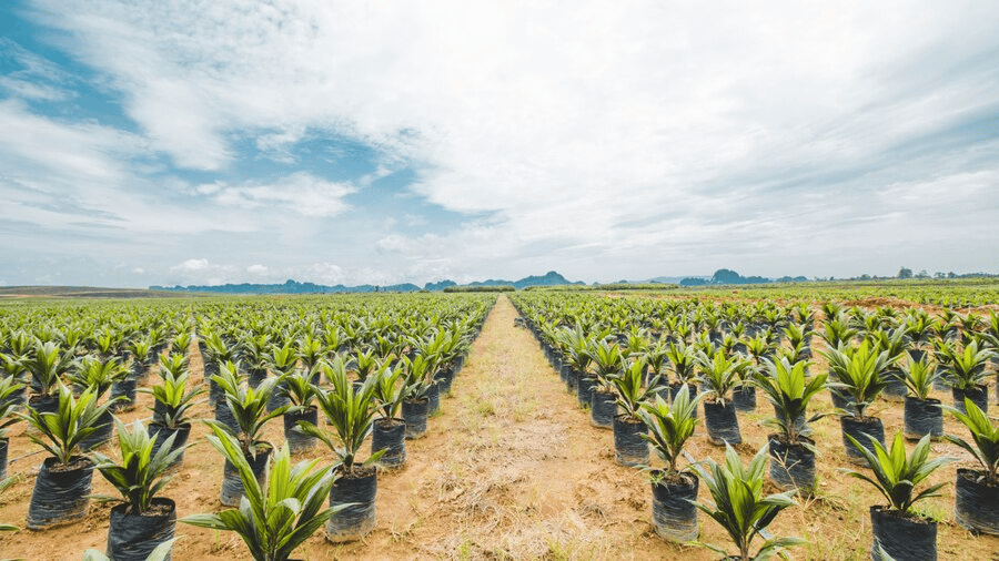 cara mengelola kelapa sawit