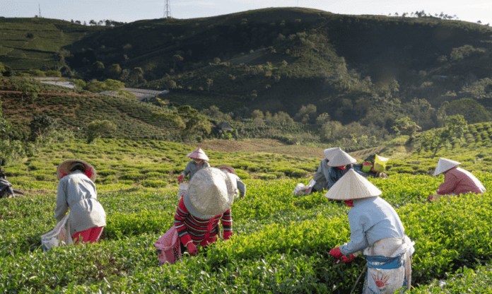 manajemen perkebunan konvensional