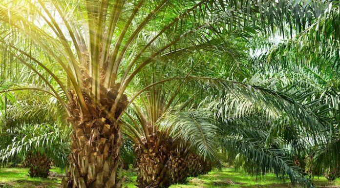 proses minyak kelapa sawit membutuhkan sistem warehouse untuk memudahkan perusahaan