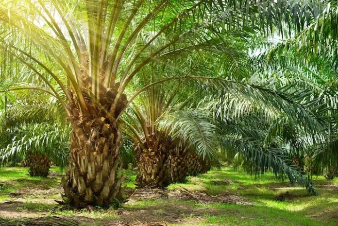 proses minyak kelapa sawit membutuhkan sistem warehouse untuk memudahkan perusahaan