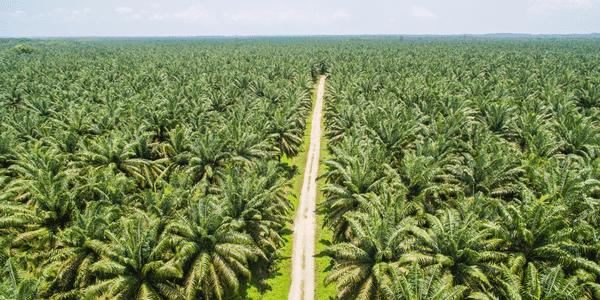 perkebunan kelapa sawit