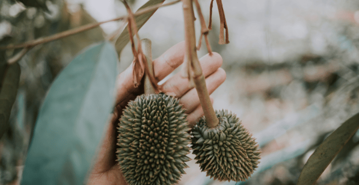 Budidaya durian