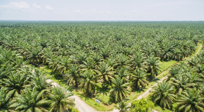 perkebunan kelapa sawit sesuai dengan ISPO