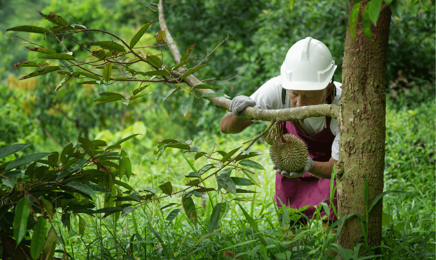 monitoring buah sebagai salah satu langkah pengelolaan perkebunan durian