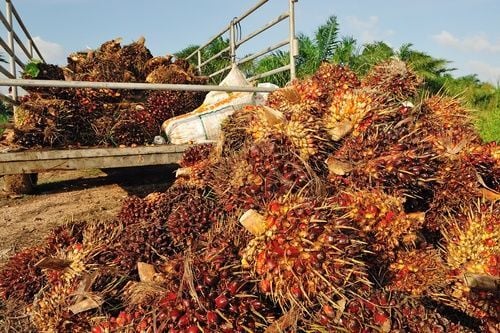 Distribusi Kelapa Sawit