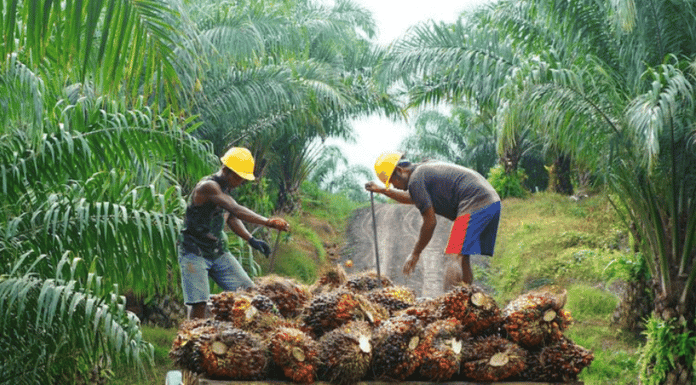 industri kelapa sawit