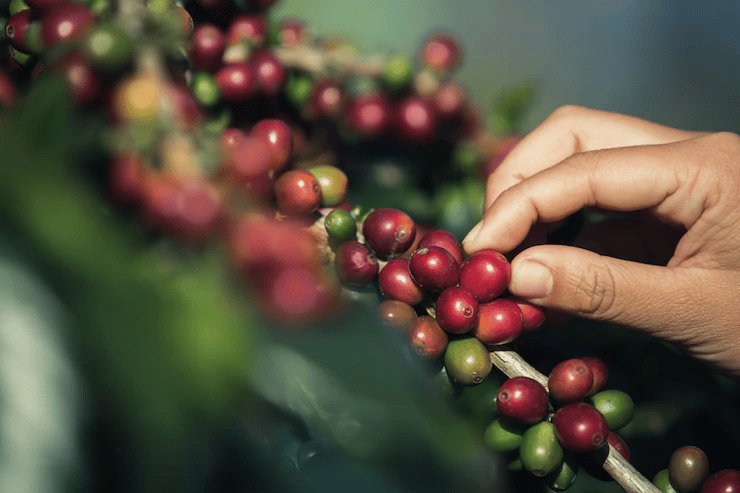 pentingnya aplikasi perkebunan untuk industri kopi