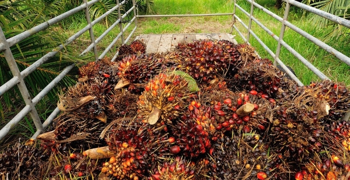 Pertumbuhan Industri Perkebunan Kelapa Sawit di Indonesia (https://www.ekon.go.id/publikasi/detail/4639/pemerintah-terus-dorong-industri-sawit-berkelanjutan-dari-hulu-hingga-hilir)