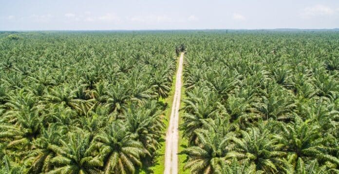 Industri Perkebunan Kelapa Sawit