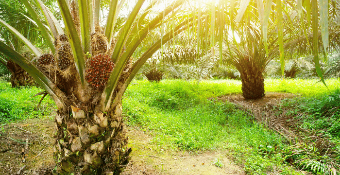 apa itu rspo